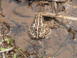 ニホンアマガエル